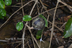 Strychnos wallichiana